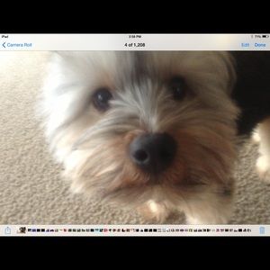 Meet your Posher, Lupe